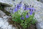 Cusick's Speedwell