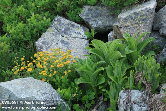 Fan-leaf Cinquefoil among boulders w/ Green Corn Lily foliage