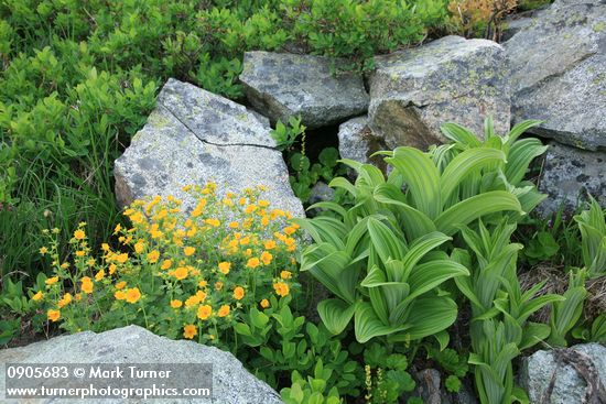 Fan-leaf Cinquefoil among boulders w/ Green Corn Lily foliage