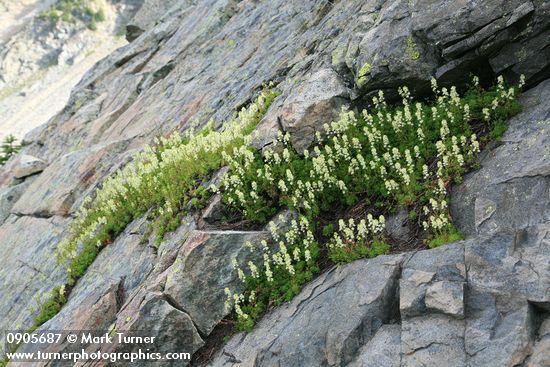 Partridgefoot in cracks on cliff