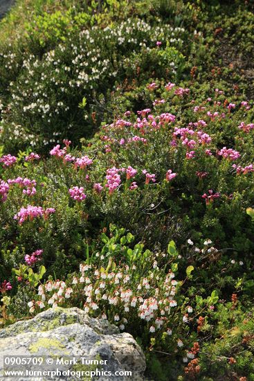 Pink Mountain-heather & White Heather