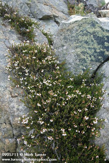White Heather