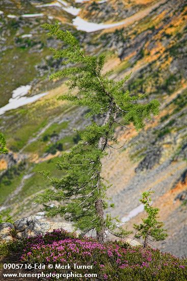 Subalpine Larch w/ Pink Mountain-heather