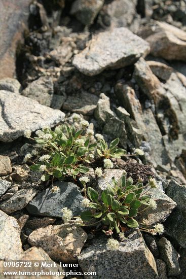 Alpine Buckwheat (Dirty Socks)