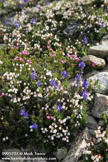 White Heather w/ Cusick's Speedwell