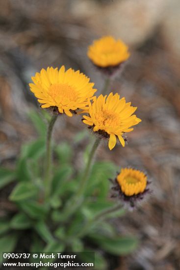 Alpine Gold Daisy