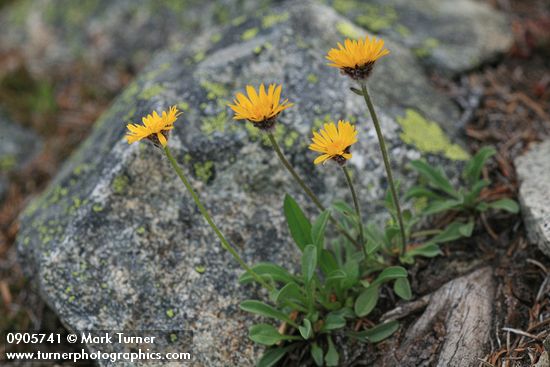 Alpine Gold Daisy