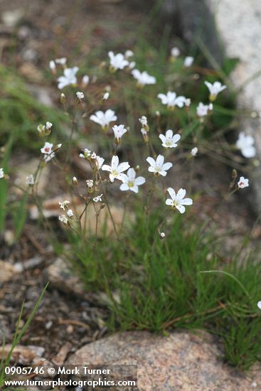 Mountain Sandwort