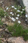 Mountain Sandwort