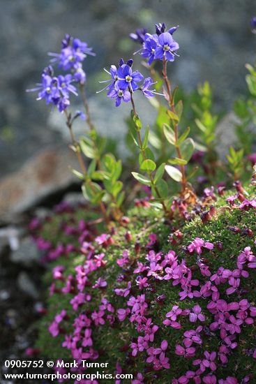 Cusick's Speedwell above mat of Moss Campion