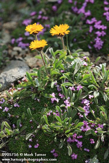 Alpine Gold Daisies among mat of Moss Campion