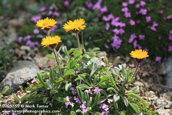 Alpine Gold Daisies among mat of Moss Campion