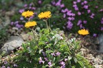 Alpine Gold Daisies among mat of Moss Campion