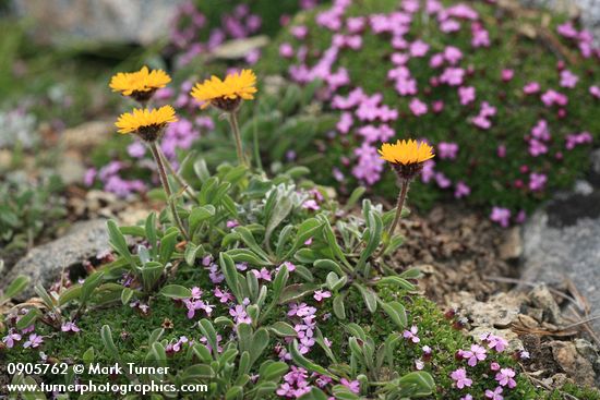 Alpine Gold Daisies among mat of Moss Campion