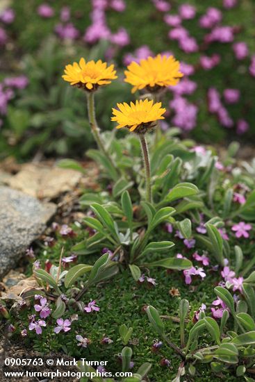 Alpine Gold Daisies among mat of Moss Campion