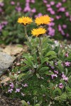 Alpine Gold Daisies among mat of Moss Campion