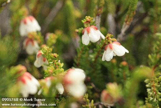 Alaska Bell-heather (Alpine Heather)