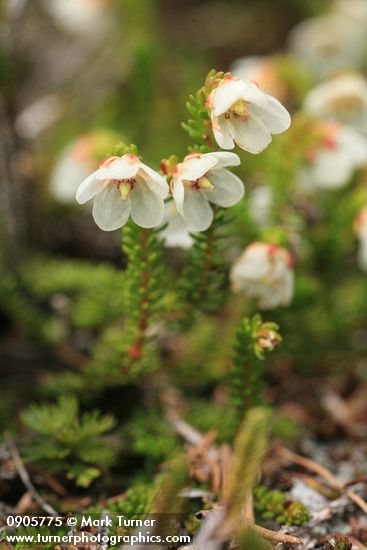 Alaska Bell-heather (Alpine Heather)