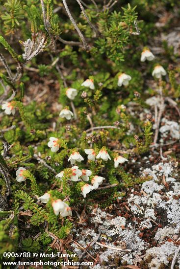 Alaska Bell-heather (Alpine Heather)
