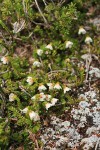 Alaska Bell-heather (Alpine Heather)