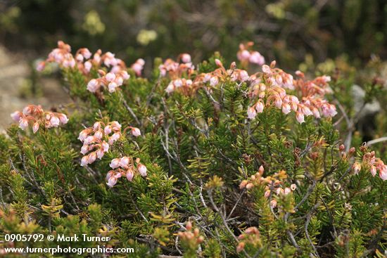 Hybrid Mountain Heather