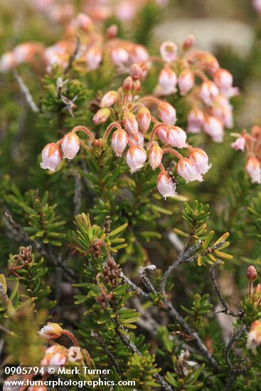 Hybrid Mountain Heather