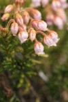 Hybrid Mountain Heather blossoms