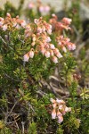 Hybrid Mountain Heather