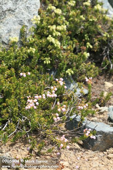 Hybrid Mountain Heather w/ Yellow Mountain Heather soft bkgnd