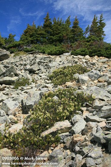 Yellow Mountain Heather among talus below Subalpine Fir krummholz