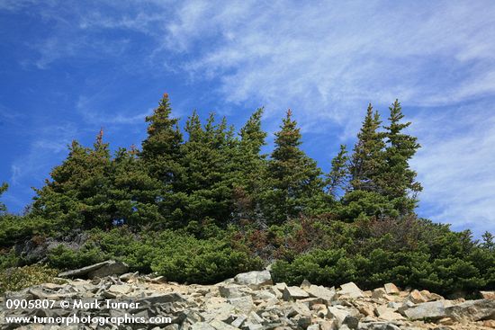 Subalpine Fir krummholz