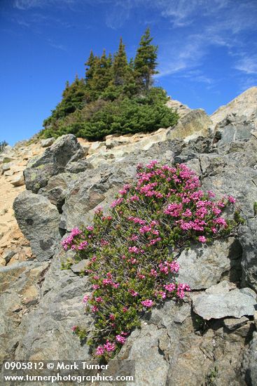 Pink Mountain-heather among talus w/ Subalpine Fir krummholz soft bkgnd