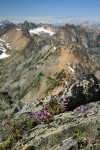 Davidson's Penstemon on alpine ridge