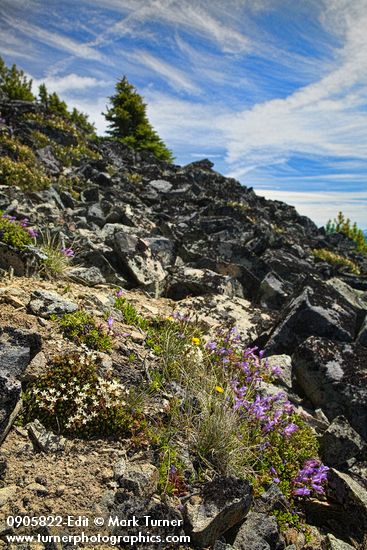 Davidson's Penstemon, Spotted Saxifrage, Alpine Gold Daisies among talus