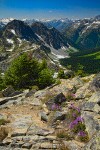 Davidson's Penstemon, Subalpine Fir on Copper Point, view west overlooking Copper Creek valley w/ Stiletto Peak on left