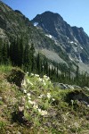 Western Pasque Flowers w/ Stiletto Peak Ridge bkgnd