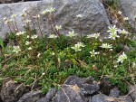 Tolmie's Saxifrage