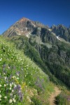 Sitka Valerian & Broadleaf Lupines along High Pass Trail toward Mt. Larrabee bkgnd