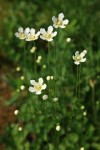 Fringed Grass of Parnassus