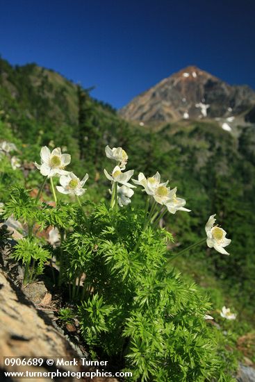 Western Pasque Flowers w/ Mt. Larrabee soft bkgnd