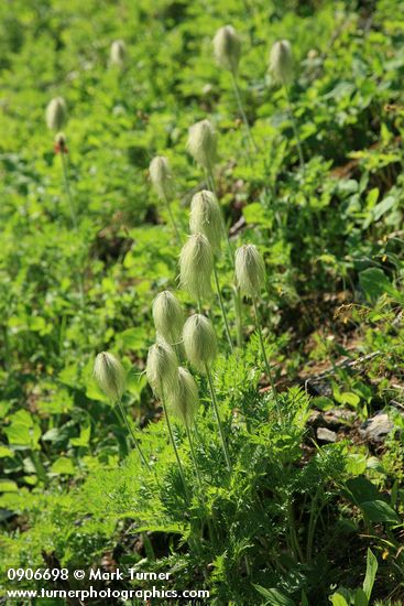 Western Pasque Flower seedheads