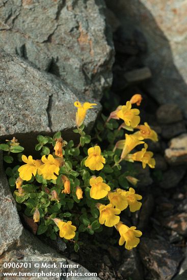 Mountain Monkeyflower