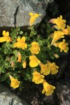 Mountain Monkeyflower