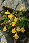 Mountain Monkeyflower