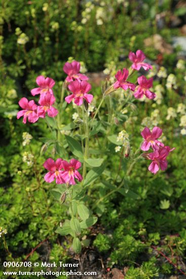 Lewis's Monkeyflower