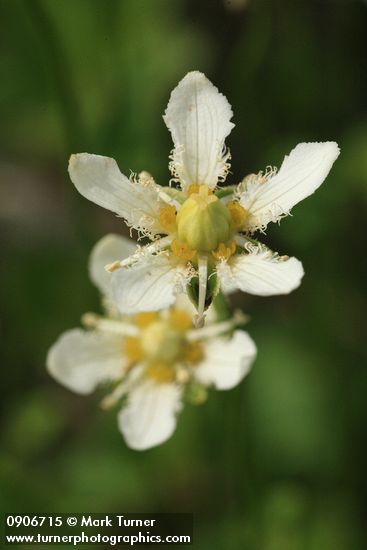 Fringed Grass of Parnassis blossom detail