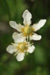 Fringed Grass of Parnassis blossom detail