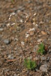 Rusty Saxifrage
