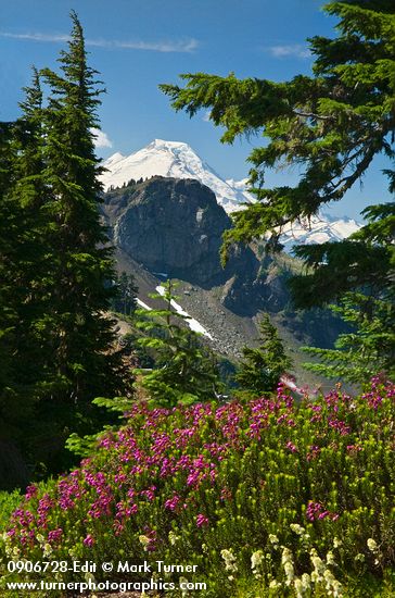 Pink Mountain-heather w/ Mt. Baker bkgnd