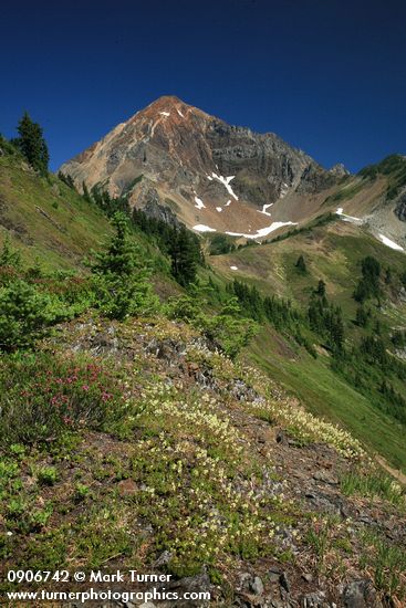 Partridgefoot on rocky ridge w/ Mt. Larrabee bkgnd